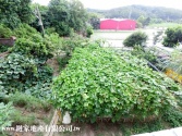 新竹市香山區香山清境農舍-住商頭份中央店037-669966農地 新竹市香山區香山清境農舍-住商頭份中央店037-669966農地